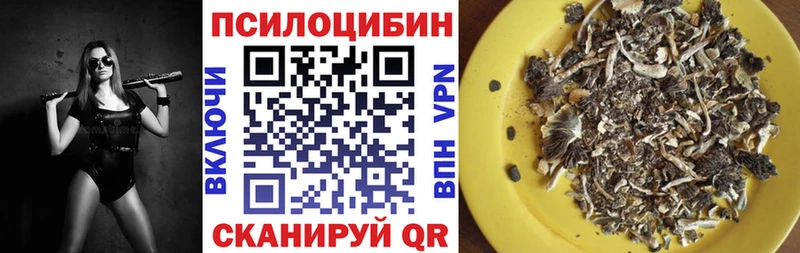 сколько стоит  мориарти Telegram  Псилоцибиновые грибы Psilocybe  Алзамай 